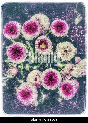 Flowers with mixed pink and white colors in a white frame Stock Photo