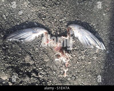 Dead bird with only wings left Stock Photo