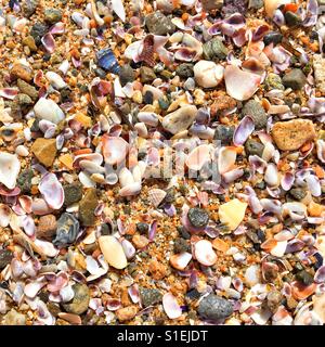 Close up of seashells bits and pieces on a beach. Square crop. Background. Stock Photo