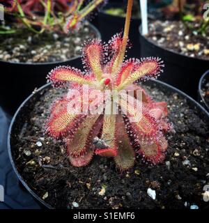 South African Carnivorous plant with prey (Drosera Venusta) Stock Photo