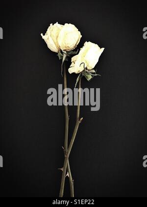 Two dried roses entertwined. Stock Photo