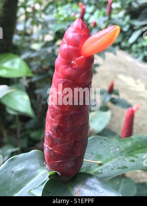 Indian head ginger flower,red flower -Costus spicatus, also known as spiked spiralflag ginger, herbal tea made from the leaves, red-orange flowers, short red cone, Singapore,Scarlet spiral flag Stock Photo