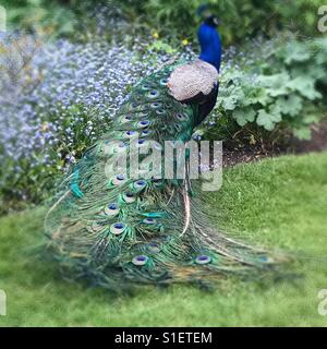 Peacock fluffing plume of feathers and flowerbed of forget me nots in springtime. Stock Photo