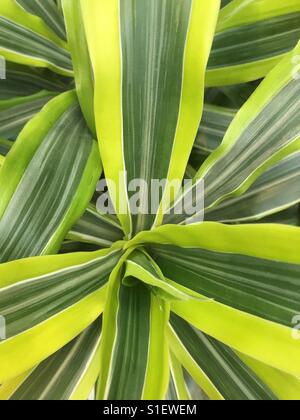 Green tropical leaves on a plant Stock Photo