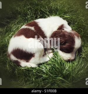 Five week old English Spring Spaniel puppy. Stock Photo