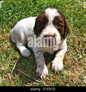 Five week old springer spaniel puppy outside on grass Stock Photo