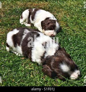 Springer Spaniel puppies (5 weeks old) sleeping outside on the grass Stock Photo