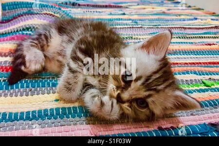 Cute kitten Stock Photo