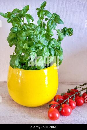 A perfect combination - tomatoes and basil. Stock Photo