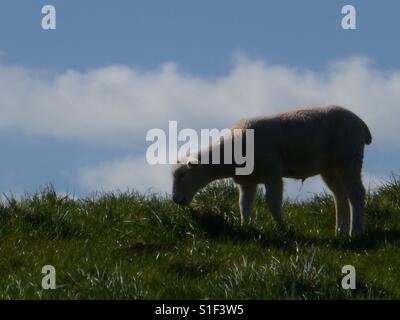 A Sheep Eating Grass Stock Photo