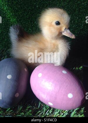 Easter egg hunt duckling chick in garden with polka dot Easter eggs Stock Photo