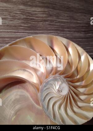 Nautilus shell cross section spiral symmetry Fibonacci sequence Stock Photo