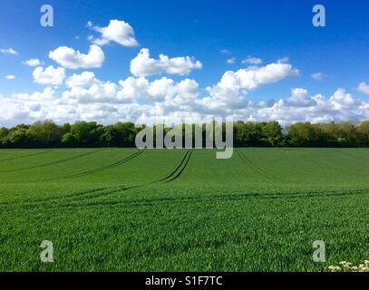 Blue skies over green fields in the Hampshire countryside in may? Stock Photo