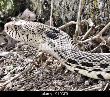 Head of bull snake in grass at Barr Lake Colorado Stock Photo