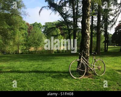 Old rusty bicycle leaning against a tree in a beautiful green park in spring Stock Photo