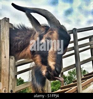 Goat Stock Photo