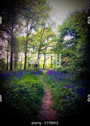 A pathway lined with Bluebells photographed in woodland in Norfolk, U.K.