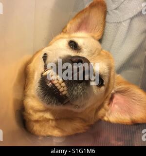 Happy smiling Labrador dog wearing an Elizabethan collar Stock Photo