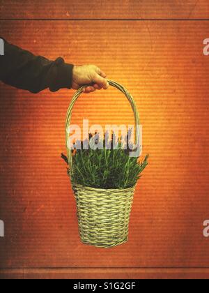 Man's hand holding a basket of lavender flowers Stock Photo