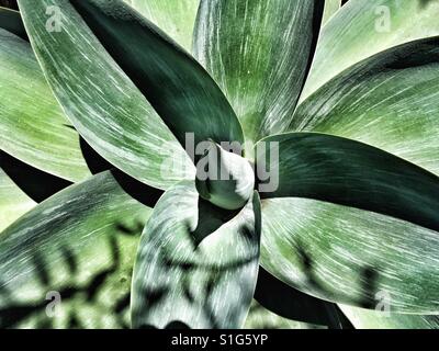 Succulent Stock Photo