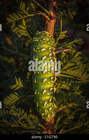 Closeup of bright green and silver emperor moth caterpillar on the branch of a shrub Stock Photo