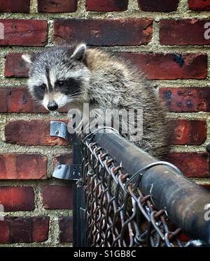 A raccoon in an urban setting. Stock Photo