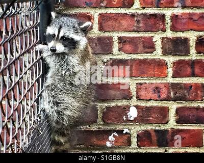 A raccoon in an urban setting. Stock Photo