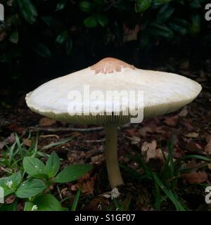White, wild Gypsy mushroom Stock Photo