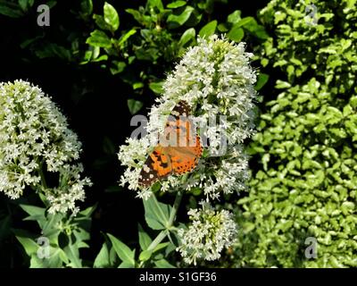 A painted lady butterfly (Vanessa cardui) on a red valerian (Centranthus ruber) flower in a garden in Somerset, England Stock Photo