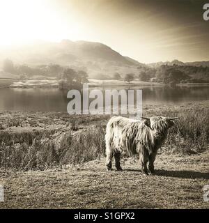 Highland cattle near lake Stock Photo