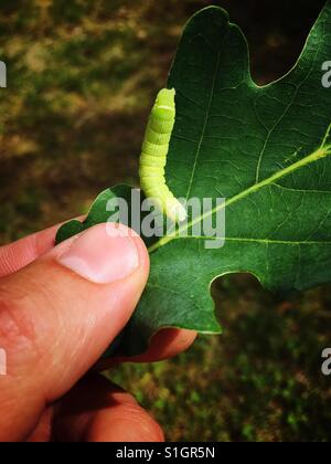Caterpillar of operophtera brumata on an oak leaf in a man's hand Stock Photo