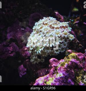Pipe Organ Coral (Tubipora musica) in our aquarium Stock Photo