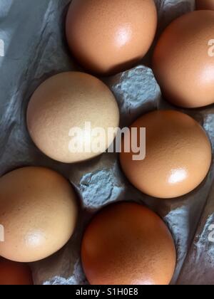 Free range brown eggs in carton Stock Photo