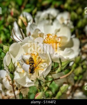 Solitary honey bee collecting pollen from a rose flower in sunshine Stock Photo