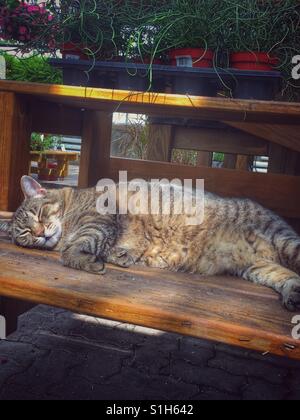 A tabby cat snoozes in the rays of the sun. The cat lives in a garden store and is lying on a shelf underneath merchandise. Stock Photo