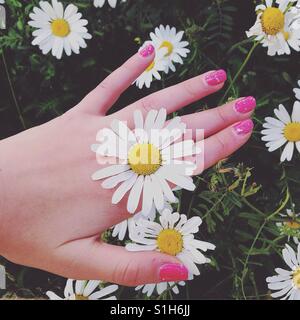 Daisies Stock Photo