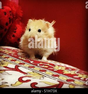 A Hamster on red background Stock Photo