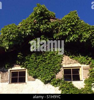 Facade greening of building with wild wine growing up the wall Stock Photo