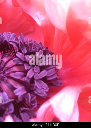 Pink poppy in Spring Stock Photo