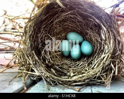 A perfect birds nest holds four robin's egg blue eggs.