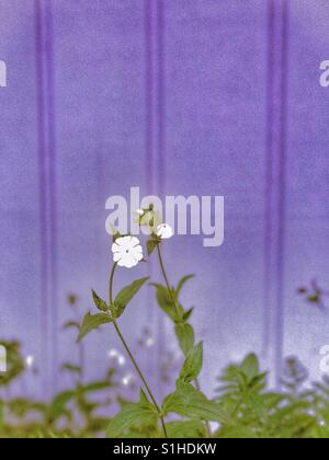 Pretty little white flowers against a periwinkle wall Stock Photo