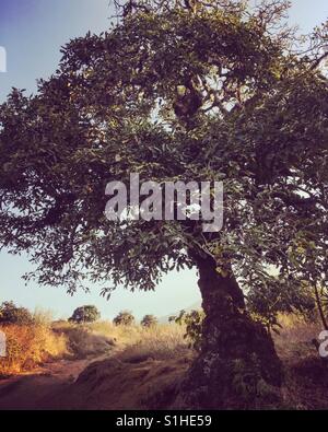 Lone tree in golden light on Agua volcano, San Juan del Obispo, Antigua, Guatemala Stock Photo