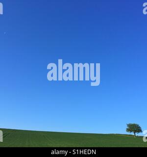 Tree and a tiny moon set against a clear blue sky. Stock Photo