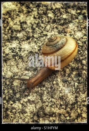 Small snail crawling on pavement, Tramp Snail, Bradybaena similaris Stock Photo