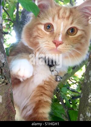Ginger and white kitten in tree Stock Photo