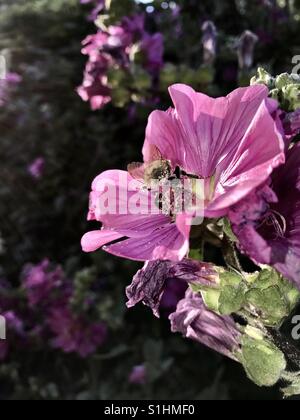 A honey bee gathers nectar from a flower. Stock Photo