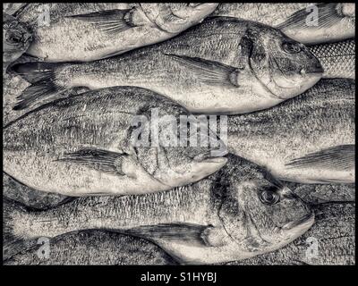 A selection of recently caught Sea Bream are for sale in a market in the United Kingdom. Fresh Fish! Photo Credit - © COLIN HOSKINS. Stock Photo