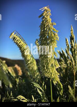 A plants seed pods blow in the wind Stock Photo