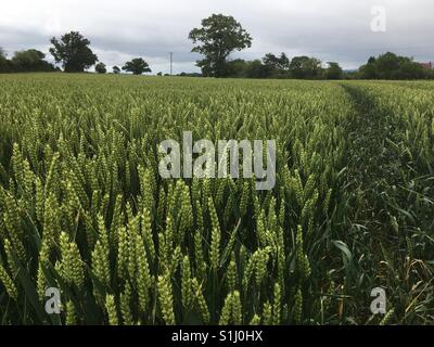 A field of wheat crop lined with trees Stock Photo