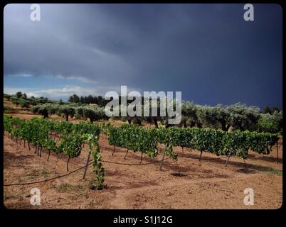 Dramatic stormy sky over vines and olive trees, Catalonia, Spain. Stock Photo
